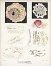 Thumbnail of file (170) Plate V - [Fungal blights of Brinjal]