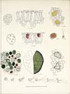 Thumbnail of file (186) Plate III - New genus of entophytic algae
