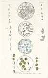 Thumbnail of file (46) Plate IV - Observations Rajahmundri 1901