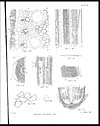 Thumbnail of file (151) Plate III - Phœnix paludosa Roxb.