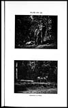 Thumbnail of file (405) Plate XVI (2)