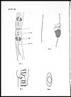 Thumbnail of file (289) Plate XIX