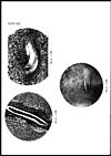 Thumbnail of file (300) Plate XIX