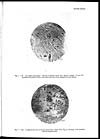 Thumbnail of file (403) Plate XXIX