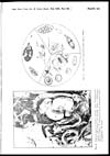 Thumbnail of file (251) Plate XII