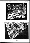 Thumbnail of file (15) Plate V