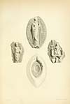 Thumbnail of file (631) Illustrated plate