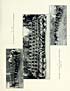 Thumbnail for 'Illustrated plate - Nos. 1 and 3: Scottish Horse under training in Perthshire; No. 2: Sergeants of the 6th Seaforth Highlanders, Bedford 1915'