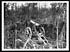 Thumbnail for 'C.575 - German field gun in Mametz Wood'
