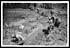 Thumbnail for 'D.1517 - Sappers digging a communication trench near Messines'