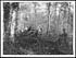Thumbnail for 'D.529 - Highlanders cutting up branches to make fascines for road making'