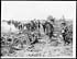 Thumbnail for 'D.1542 - Pack mules going up over captured German ground'