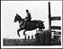 Thumbnail for 'D.1571 - Led horse jumping'