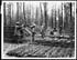Thumbnail for 'D.666 - Laying a light railway on which logs will be brought to the mill'