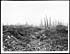 Thumbnail for 'D.964 - View of shell-shattered Gommecourt and Gommecourt wood beyond'