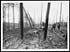 Thumbnail for 'L.668 - Troops digging trenches in a hop field'