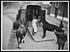 Thumbnail for 'L.780 - Useful form of horse ambulance being used in France'