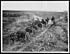 Thumbnail for 'L.1168 - Artillery going through a cutting in the Canal du Nord'