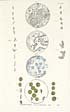 Thumbnail for 'Plate IV - Observations Rajahmundri 1901'