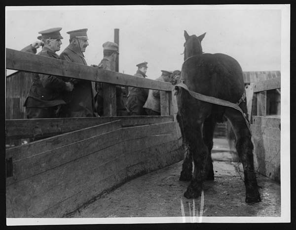 (47) C.1159 - General Aranaz watching a horse about to enter the bath