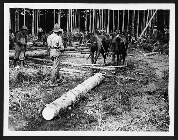 (10) C.1861 - Canadian forestry - skidding