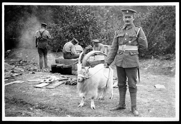 (208) D.1755 - Mascot of the Royal Welsh Fusiliers; ready to parade