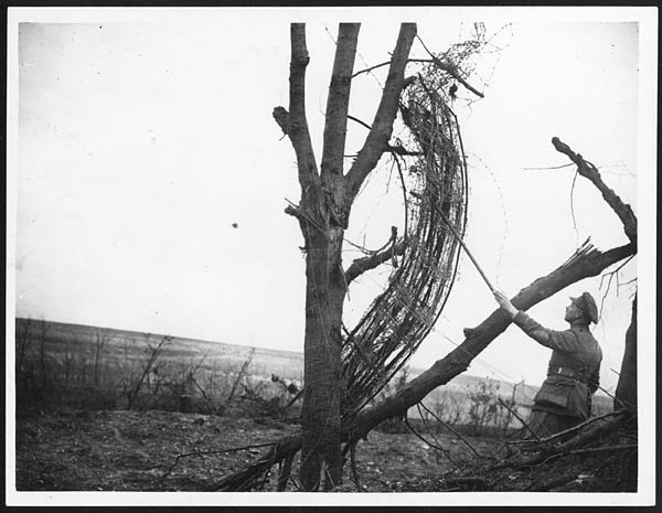 (4) D.1003 - German barbed wire near Miraumont-le-Grand
