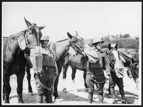 (47) L.547 - Gas mask drill for artillery horses