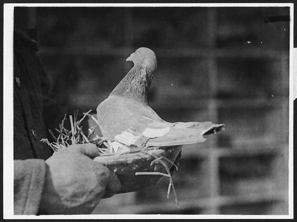 (90) L.634 - Baupaume Billy, a famous army carrier pigeon now used for breeding