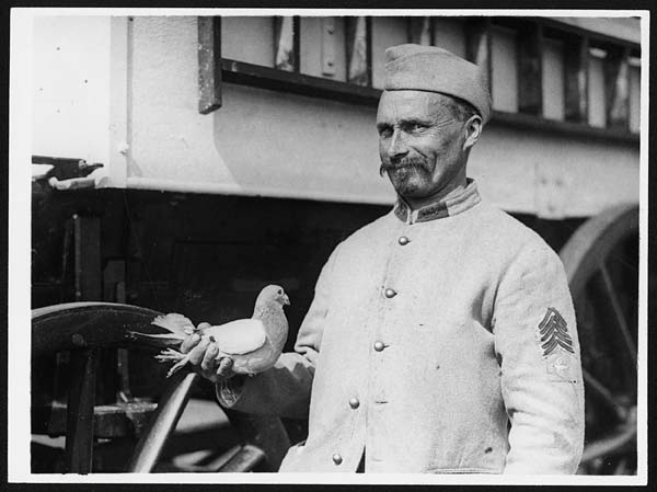 (94) L.640 - Franco-British carrier pigeon which makes long distance flights