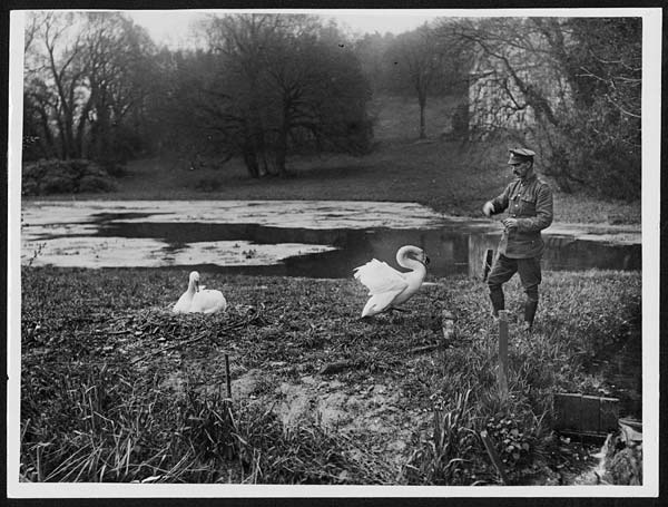 (7) N.382 - Two swans well known to the Tommies in a certain area in France: midst pretty surroundings