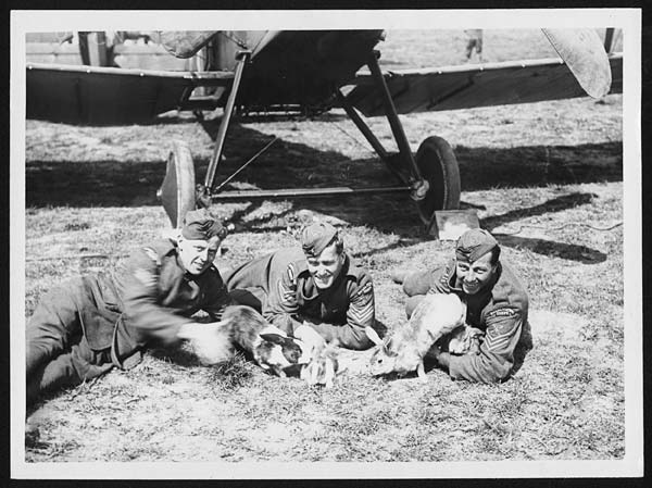 (14) N.394 - R.A.F. men with their pet rabbits at a Squadron near the lines