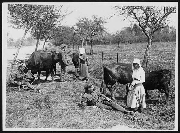 (41) N.446 - French peasant girls grazing cattle chatting to Tommy