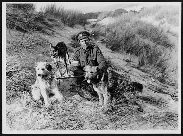 (101) N.784 - British Messenger dogs which gave an exhibition of their skill to Dominion journalists