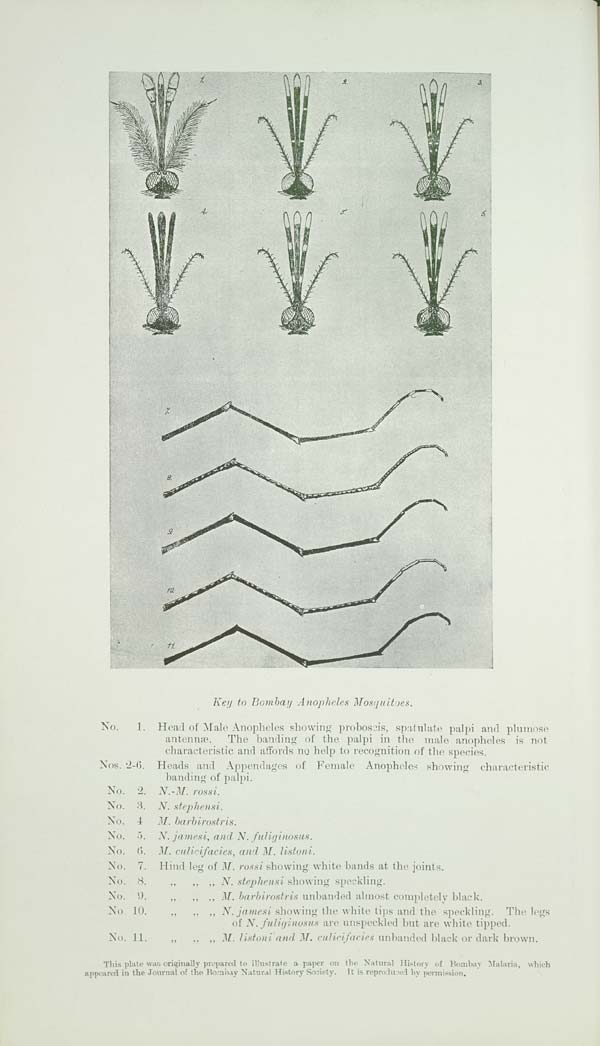 (102) Plate: Key to Bombay Anopheles mosquitoes - 
