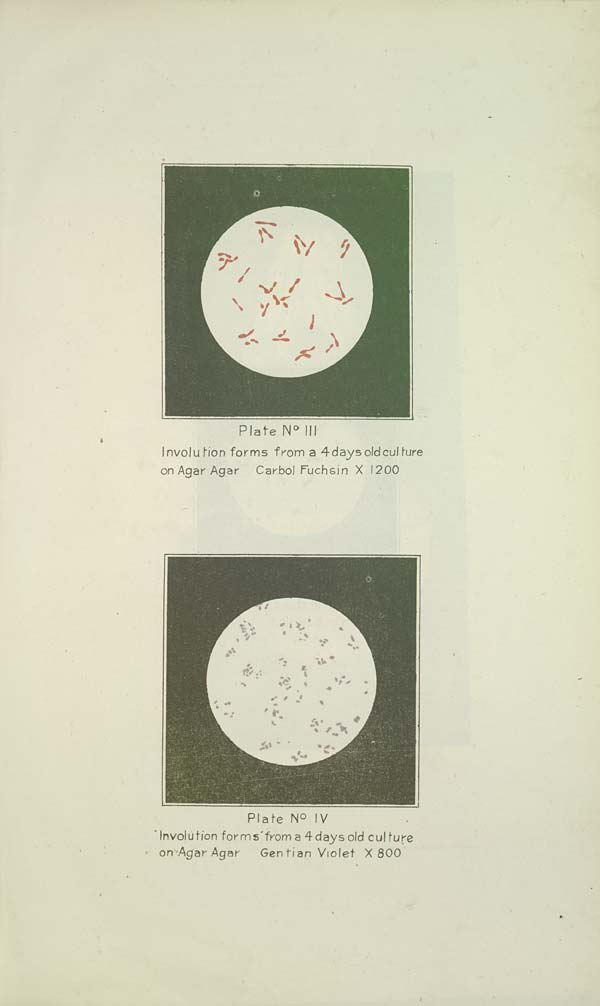 (175) Plates Nos. III and IV - 