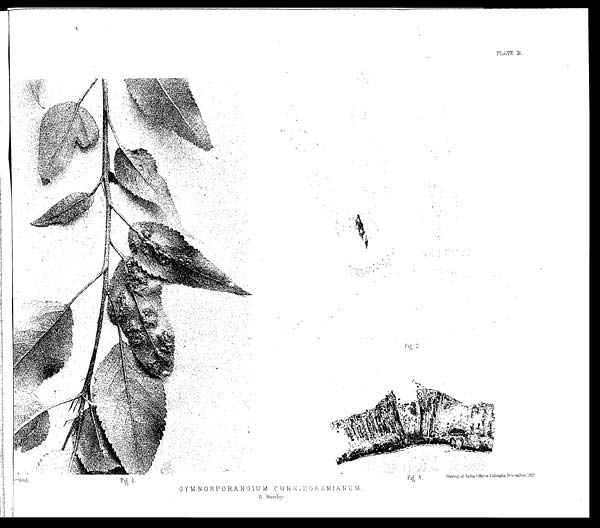 (16) Foldout open - Gymnosporangium cunninghamianum