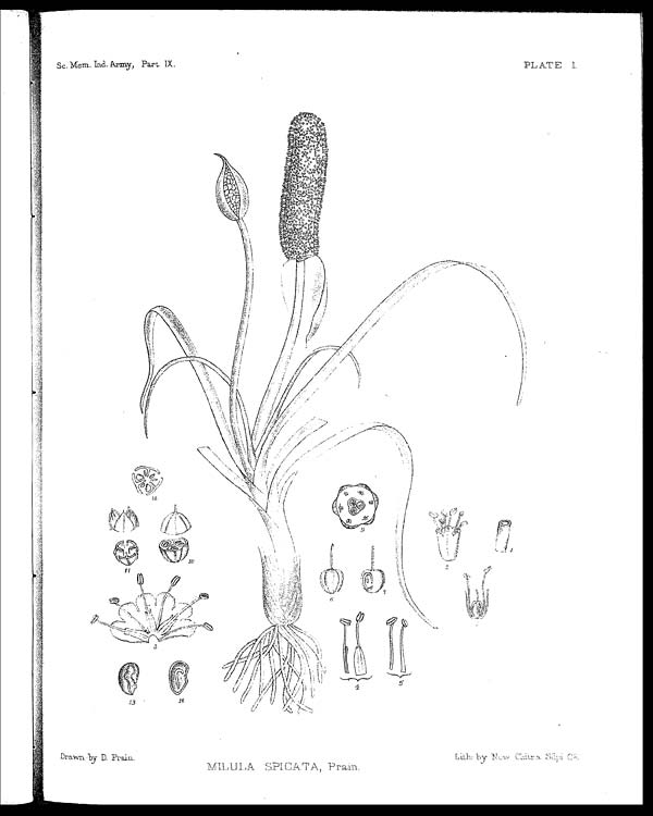 (7) Plate I - Milula spicata, Prain