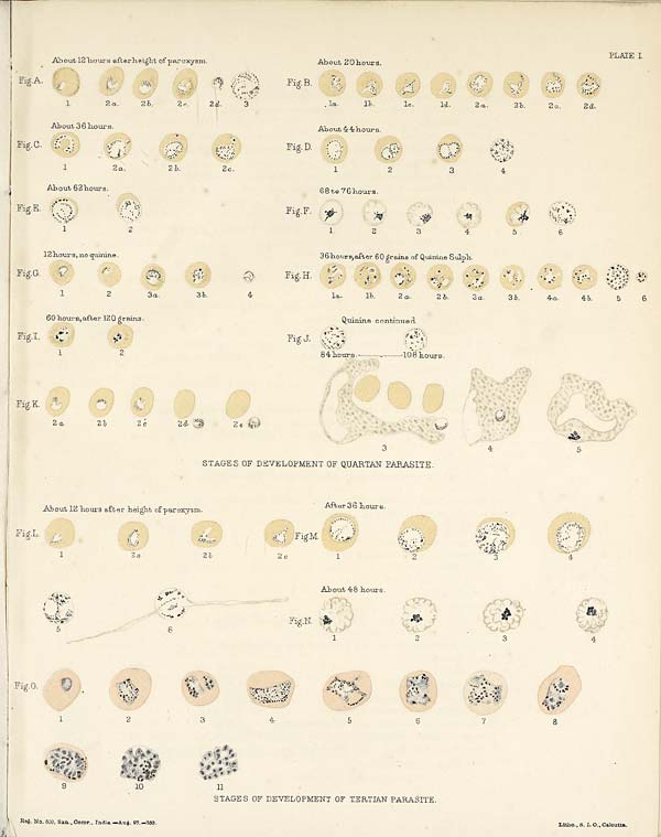 (27) Plate I - Stages of development of tertian parasite