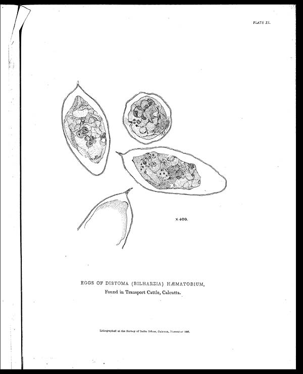 (46) Plate XI - Eggs of Distoma (Bilharzia) Haematobium, found in transport cattle, Calcutta