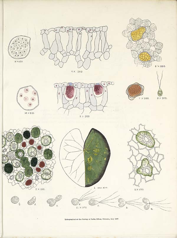 (42) Plate III - New genus of entophytic algae