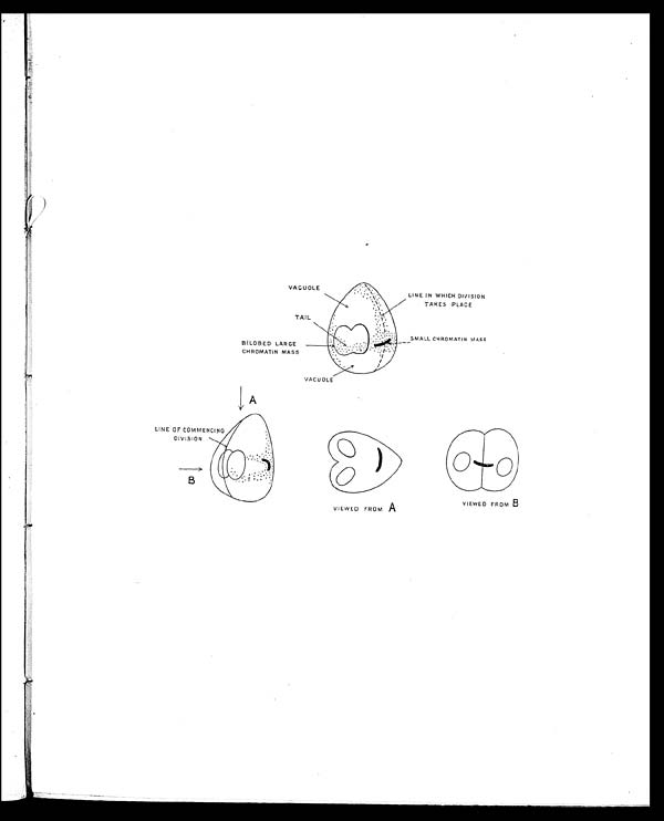 (9) Plate - 