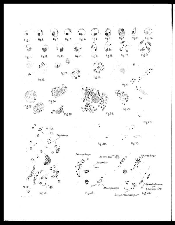 (20) Plate - 