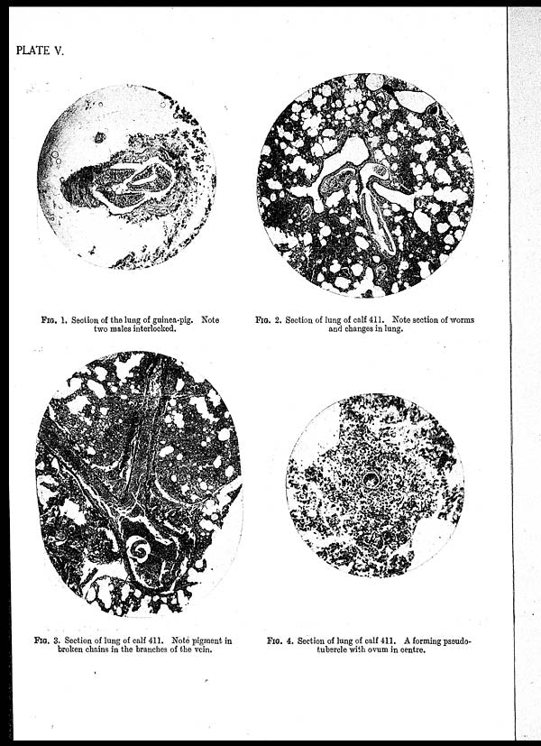 (26) Plate V - 