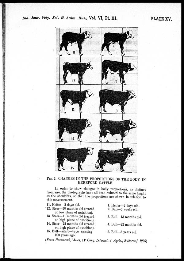 (10) Plate XV - 