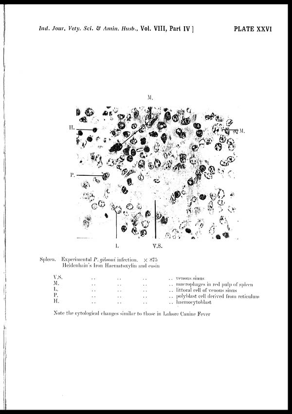 (27) Plate XXVI - 