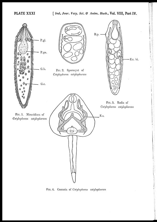 (4) Plate XXXI - 