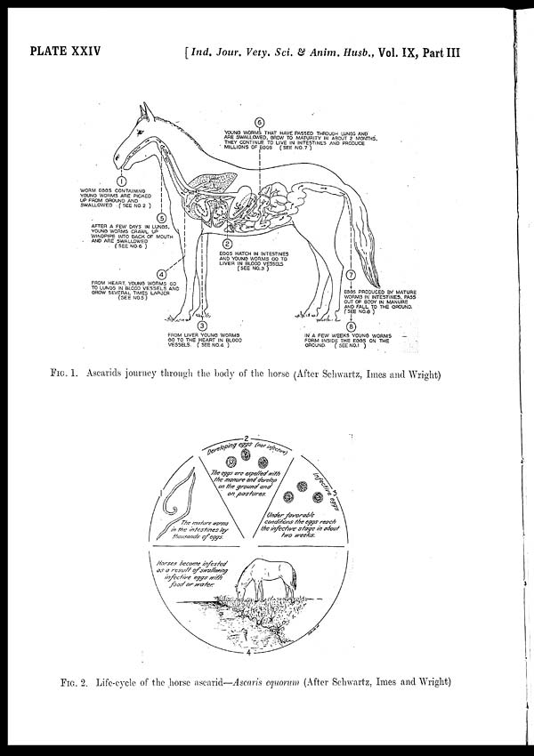 (6) Plate XXIV - 