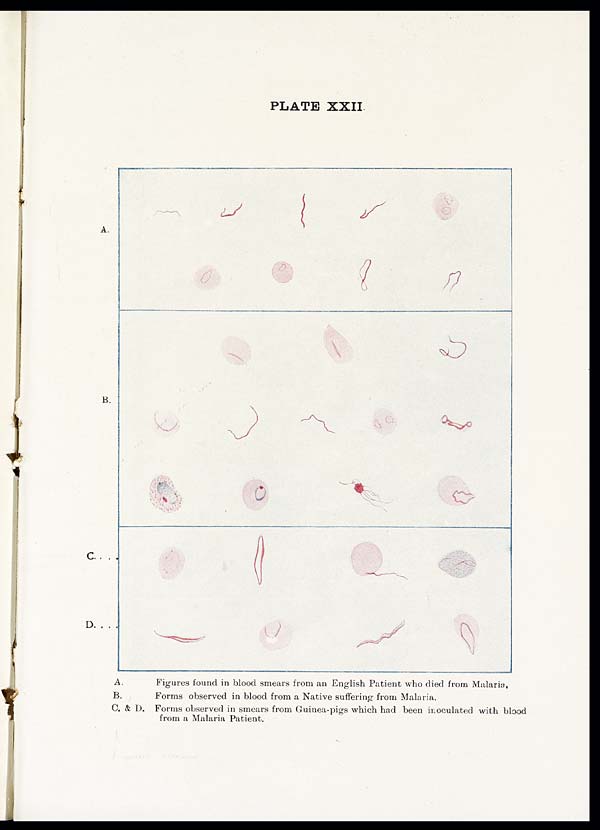 (307) Plate XXII - 