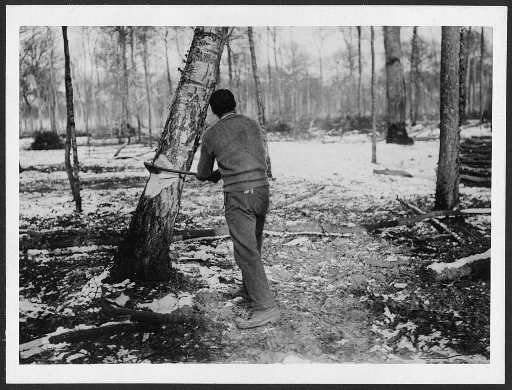 (537) D.799 - Tree just falling - Photographers > John Warwick Brooke ...